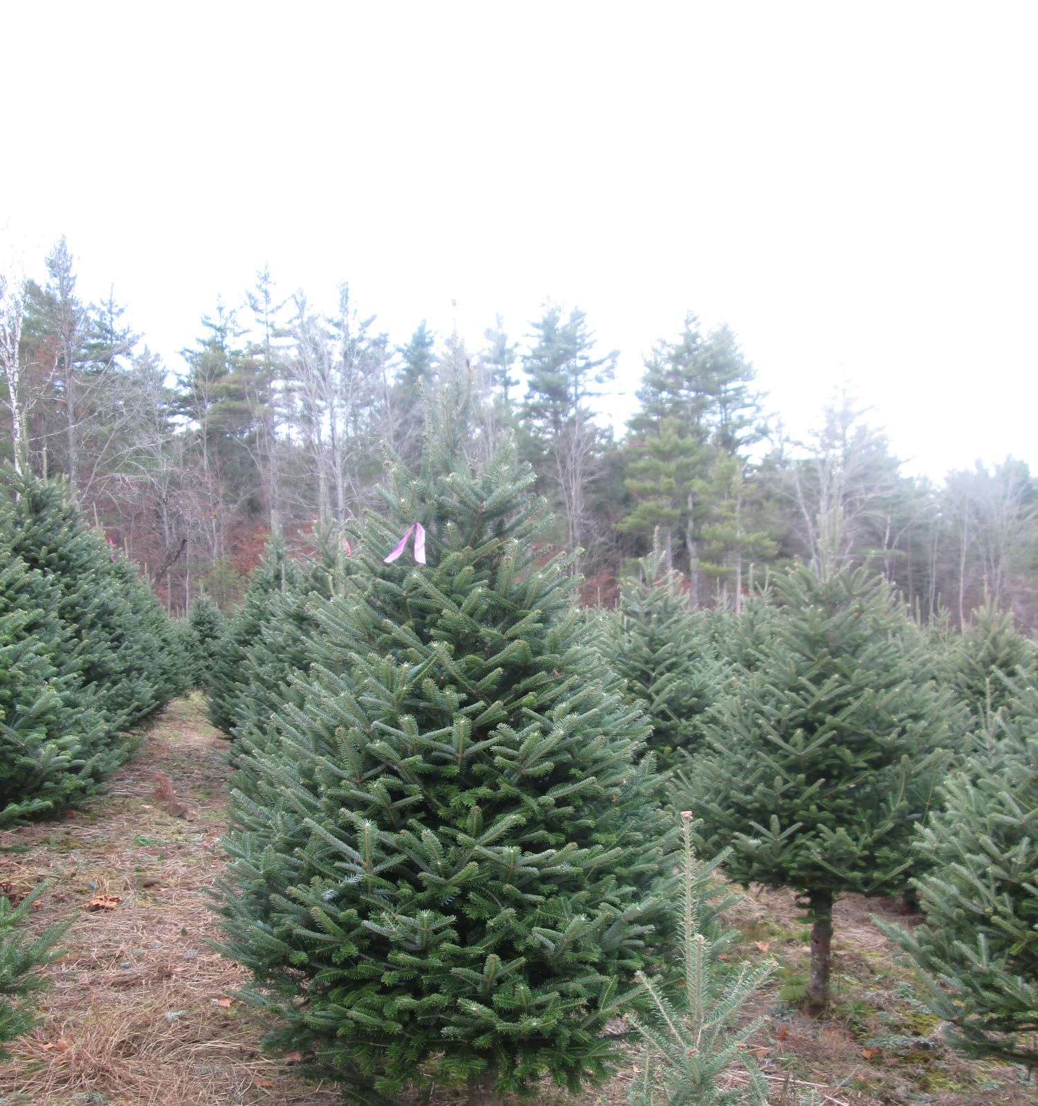 A row of balsam firs on a mulched path