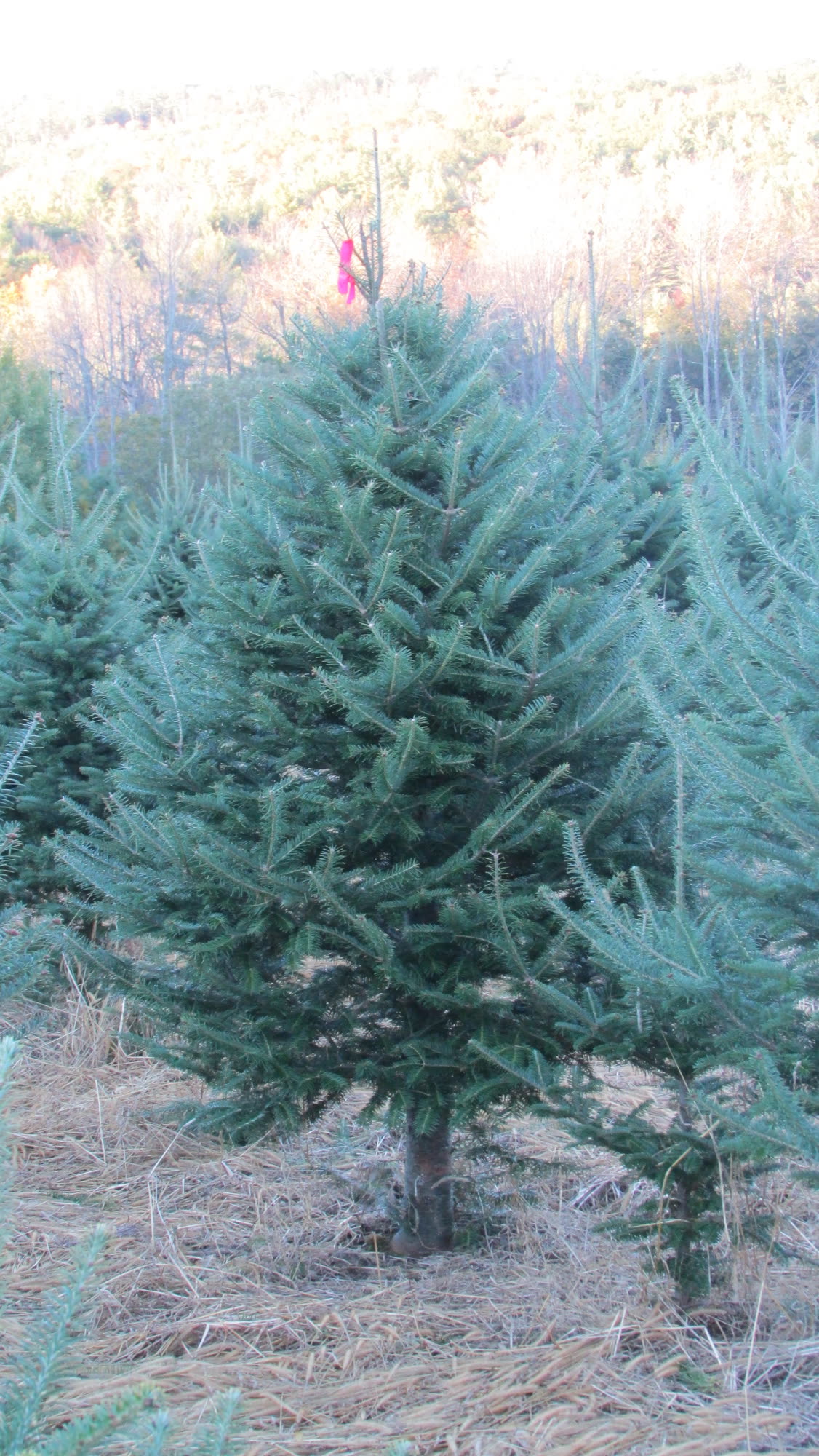 A full Fraser fir standing in the field