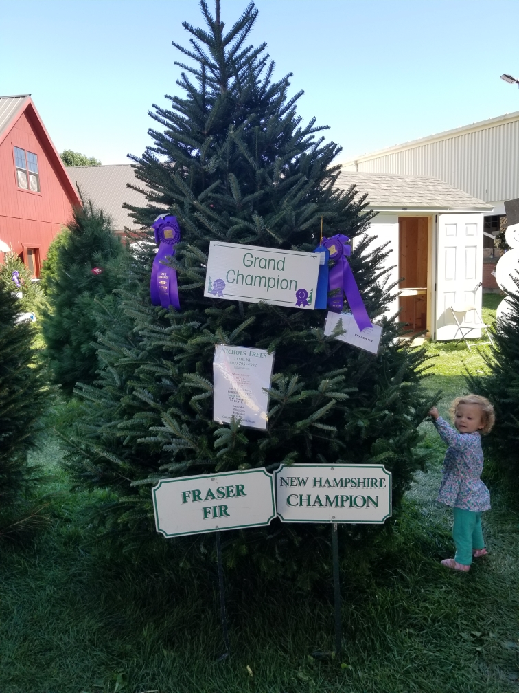 The Nichols Fraser fir wearing its Grand Champion and New Hampshire Champion signs