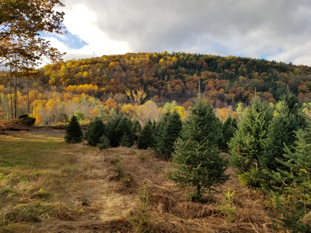 Young fir trees in the Lyme field below a hillside of autumn color